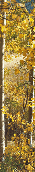 Chama New Mexico Scenery