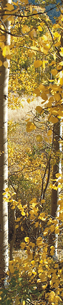 Chama New Mexico Scenery